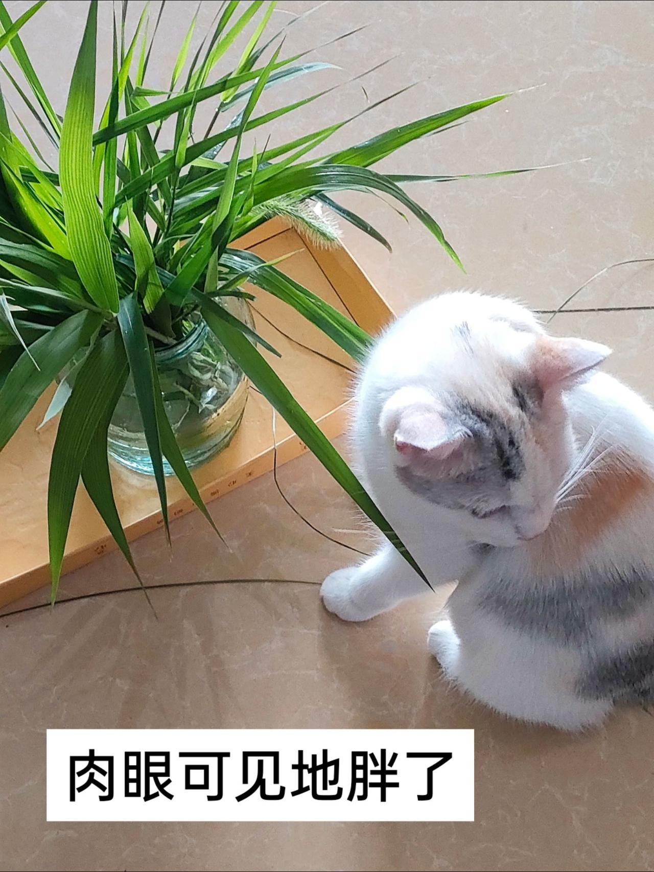 最近肉眼可见地胖了。