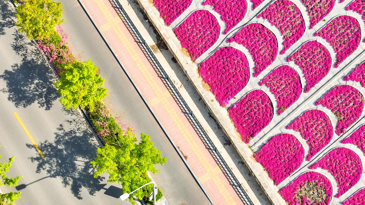 4月7日，位于济南经十路南侧的鳌角山山体公园迎来春日盛景。山坡上一片呈鱼鳞状排列