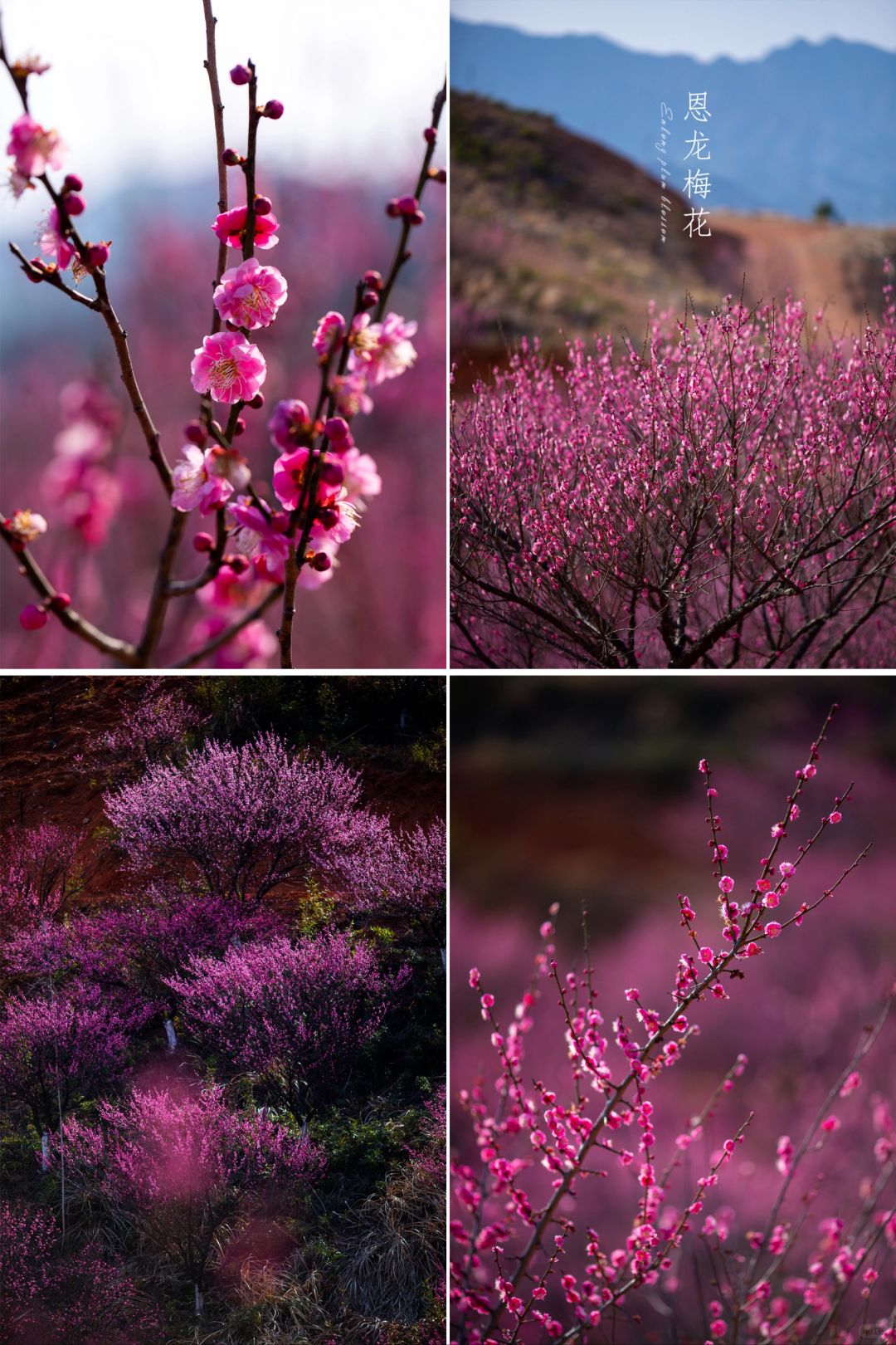 宁国的“卖花渔村”——恩龙梅花