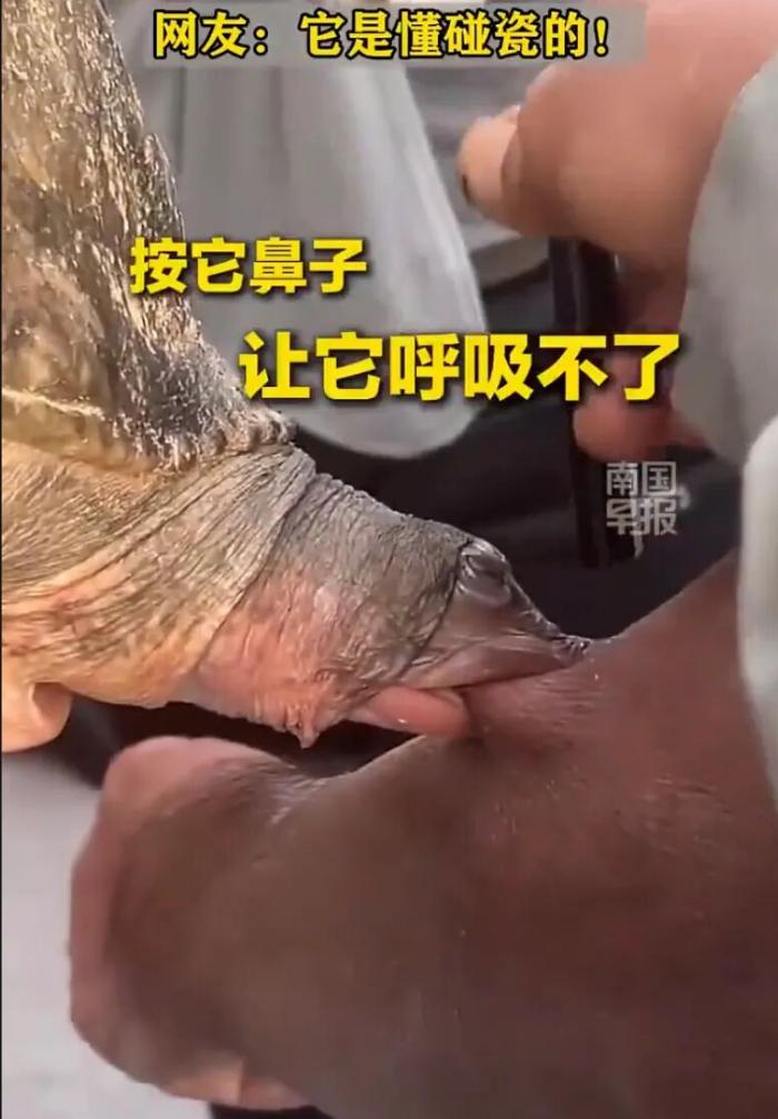 街头水产摊位一段实拍视频走红网络，一名男子驻足围观售卖水产时，手臂不慎被一只珍珠