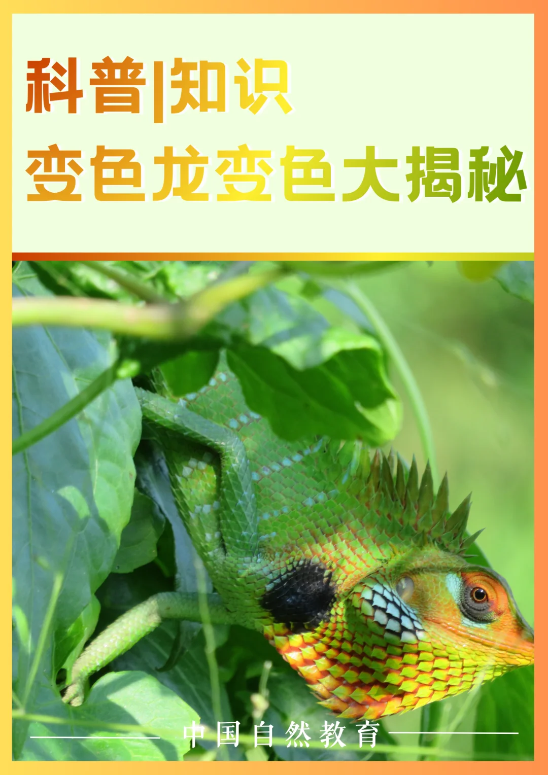 科普知识｜变色龙变色大揭秘