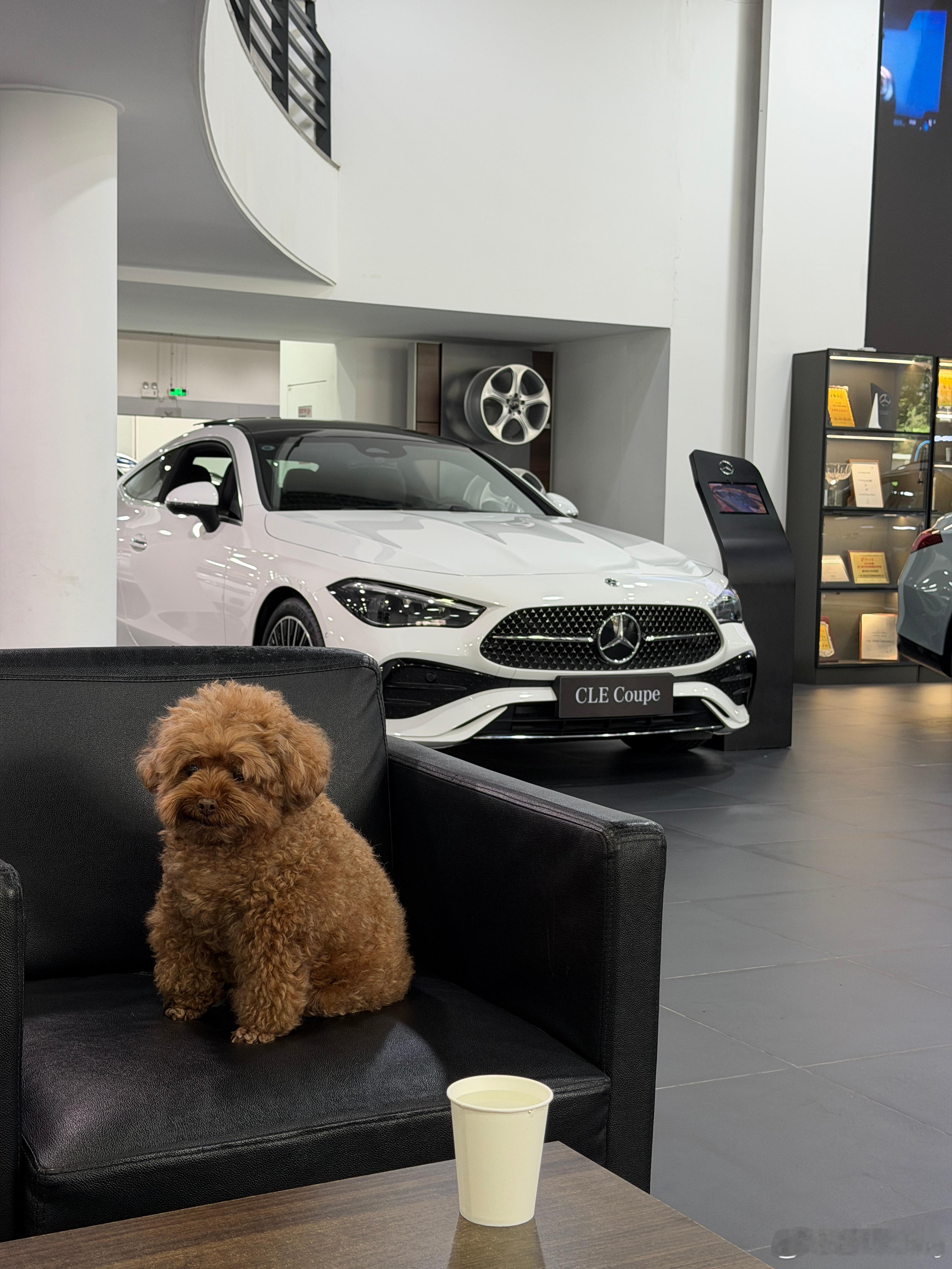 在国内有一款类型的车比旅行车更小众，就是两门Coupe车型。这种Coupe轿跑实