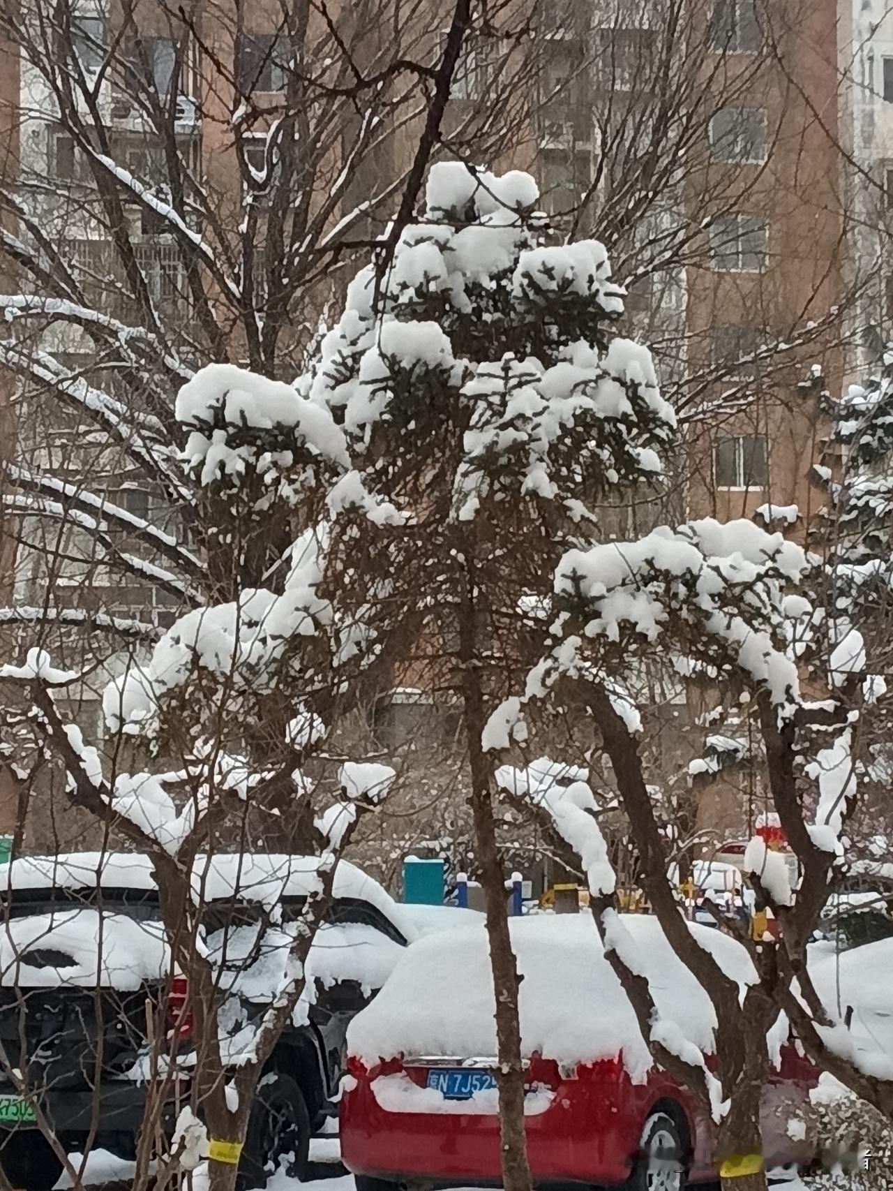 今年冬天的不同 白雪皑皑，寂静无声。