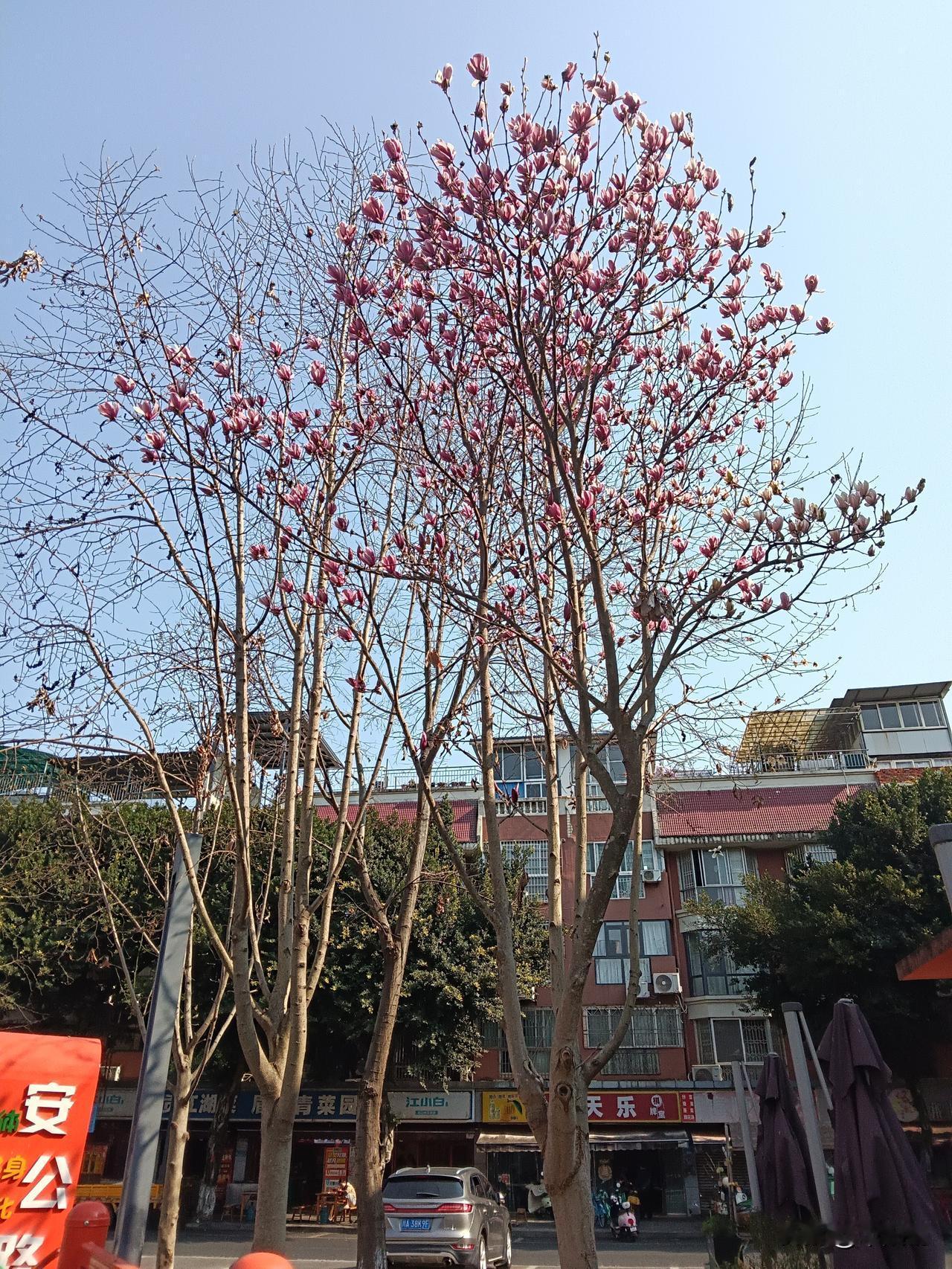 春暖花开的节点迎接春天，这就是“春节”

有一种年味儿，是在大自然中体会春意。