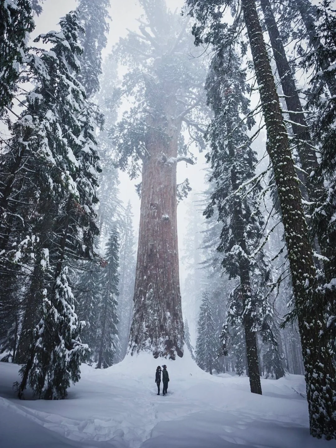 美国旅行❄️冬天一定要来！仿佛雪下巨人国！