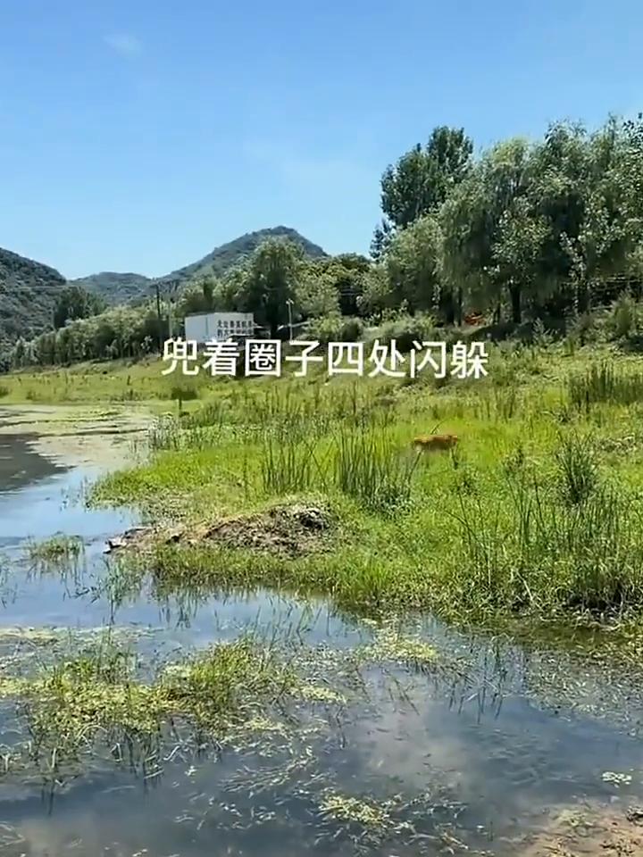 一条浅浅小河，于我们而言真是一次又一次地鼓起勇气迈步即可跨过，却成了小狗难以逾越