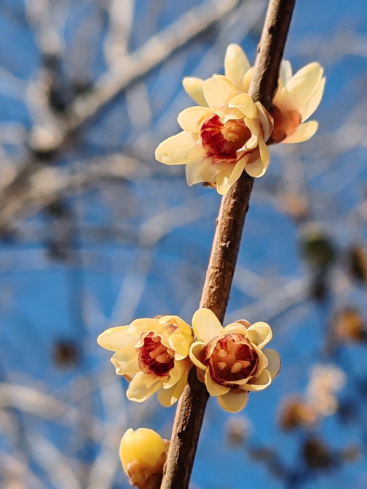 晒图笔记大赛腊月赏梅。