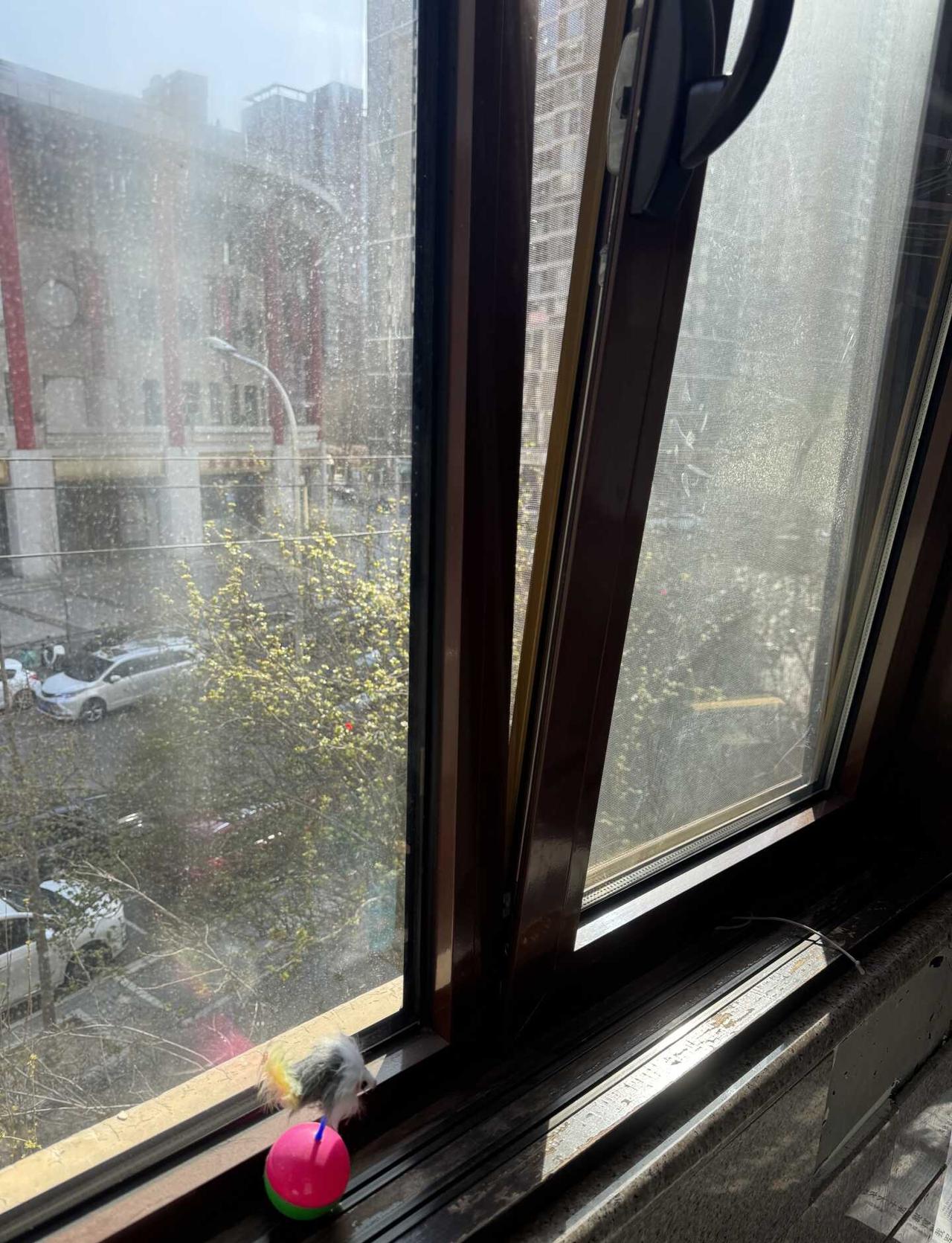 感谢北京119救猫
今天家猫从窗户缝把纱窗挠开(图一)钻出去，卡在护栏和窗户之间