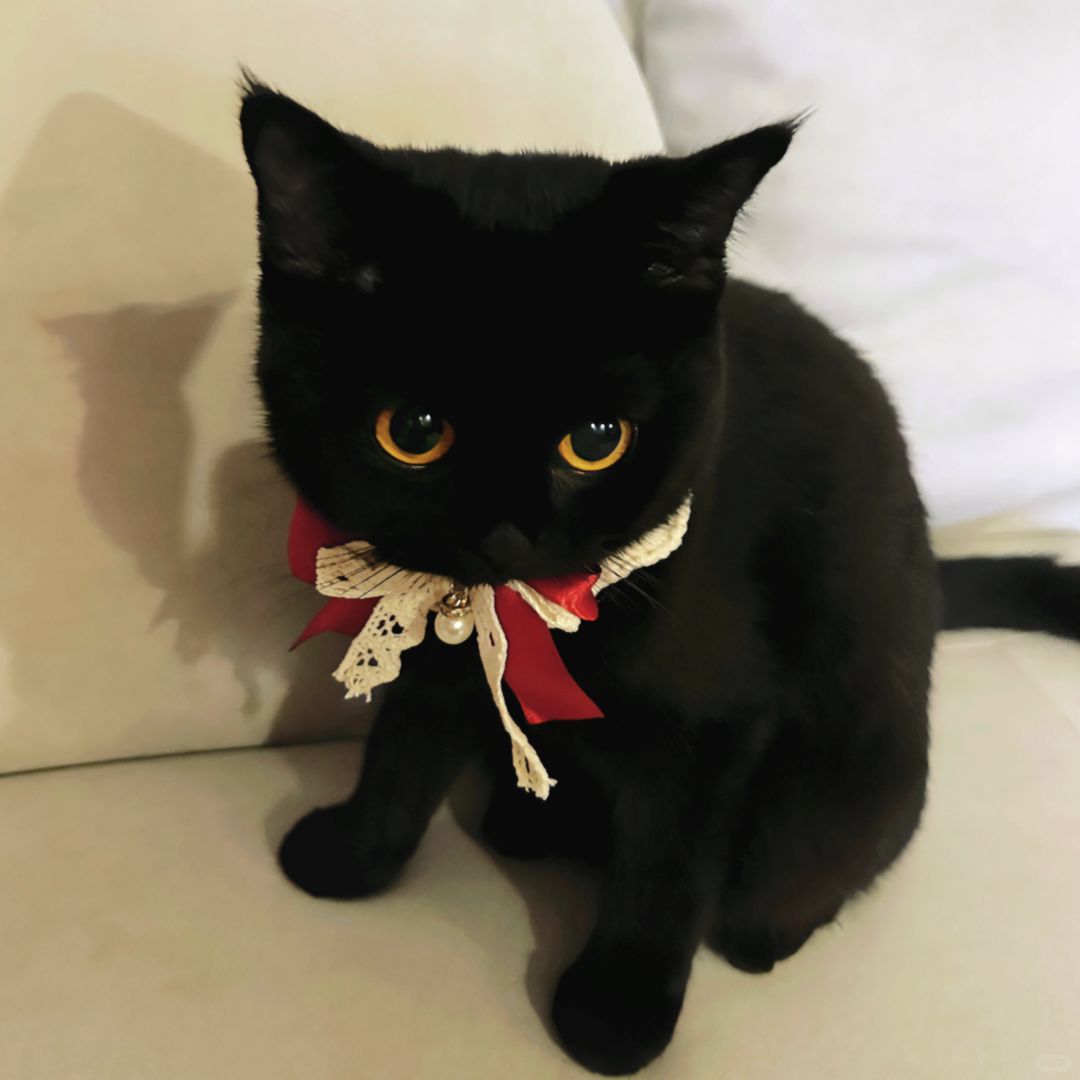 宝上菜了、谁敢不吃？