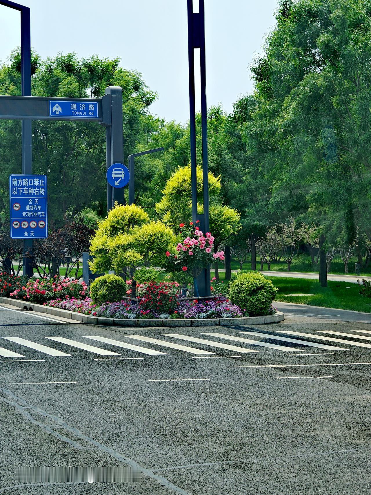 坐T116公交车时，我随手一拍通济路，那景色真的美到心坎里。通济路两旁的树木郁郁