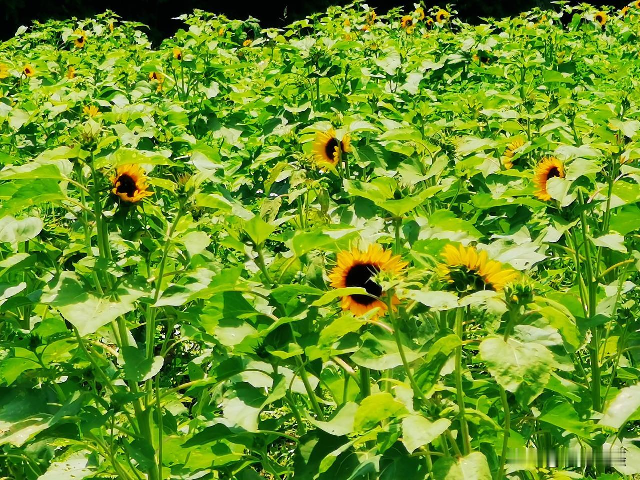 晒图大赛六月赏花：向日葵