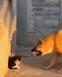 一只大黄狗正龇牙吓唬落单的小猫崽，眼看就要上前，猫妈妈慢悠悠现身，大狗的反应简直