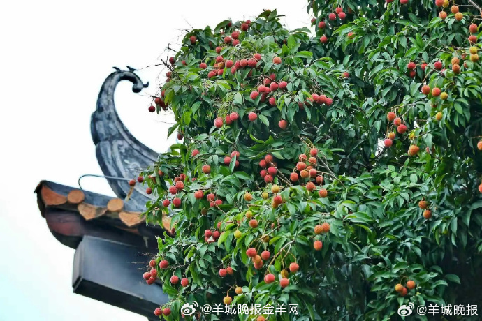 #羊晚快评# 【廉话“荔枝之变”】 “世间珍果更无加，玉雪肌肤罩绛纱。一种天然好