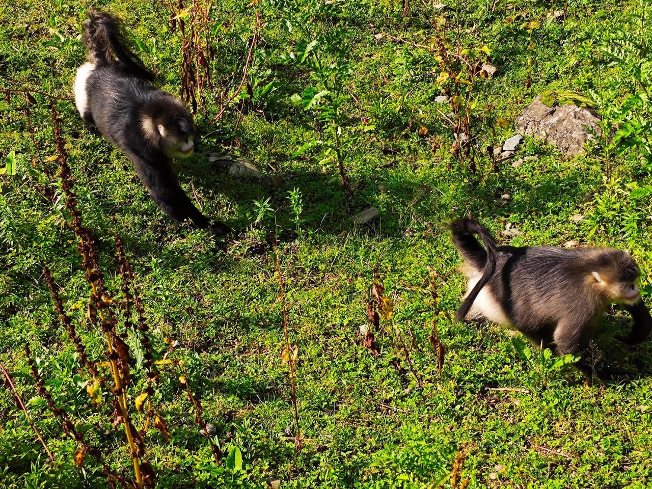 滇金丝猴的家族大佬！的迷惑行为 动物