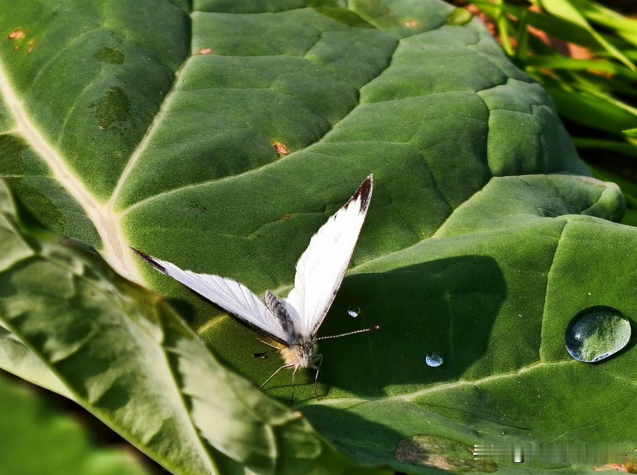 分享一张自己养的花今天难得的大太阳，春意盎然