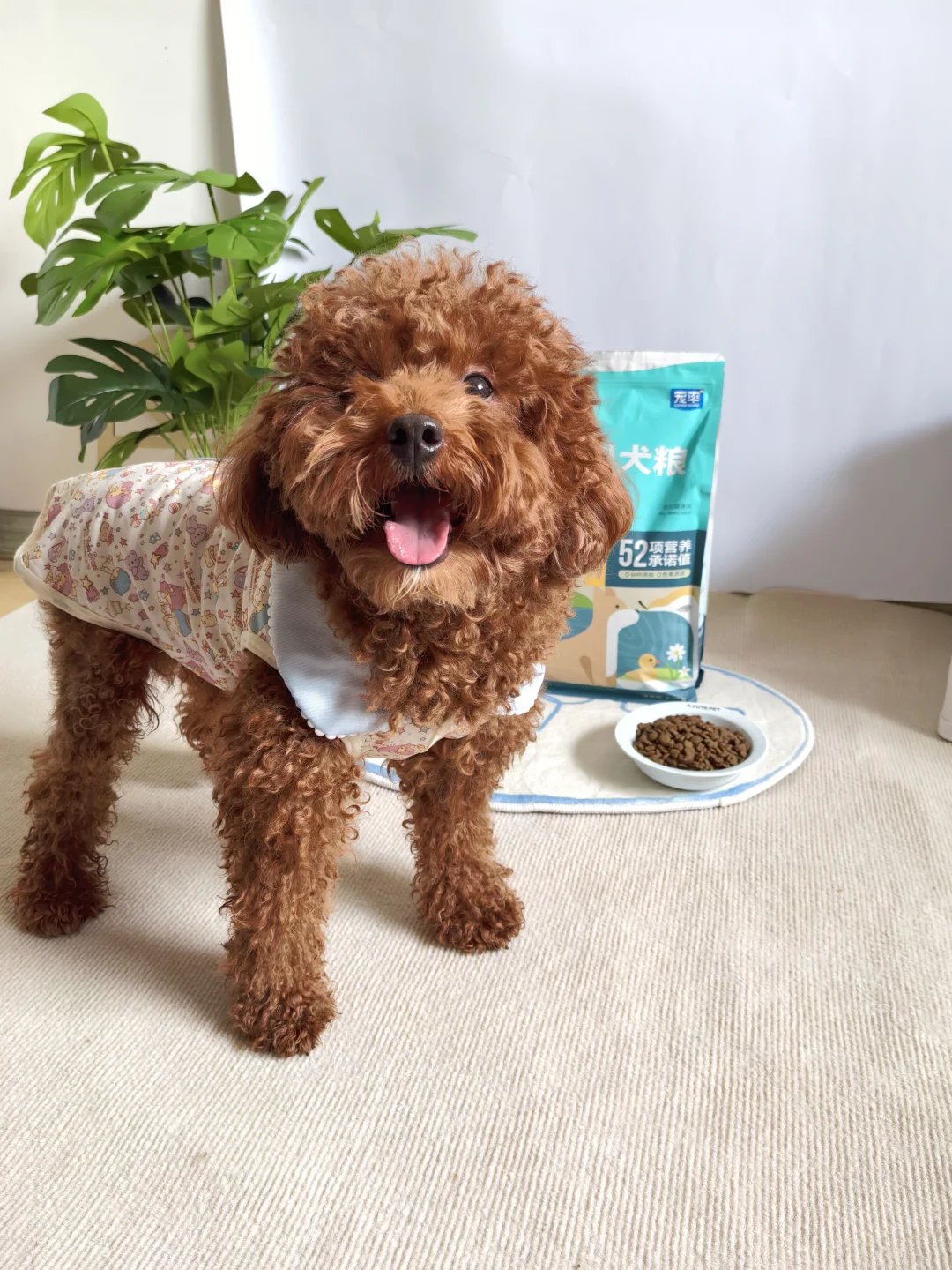 我家小狗换这粮后，泪痕少了，蹦跶得还更欢