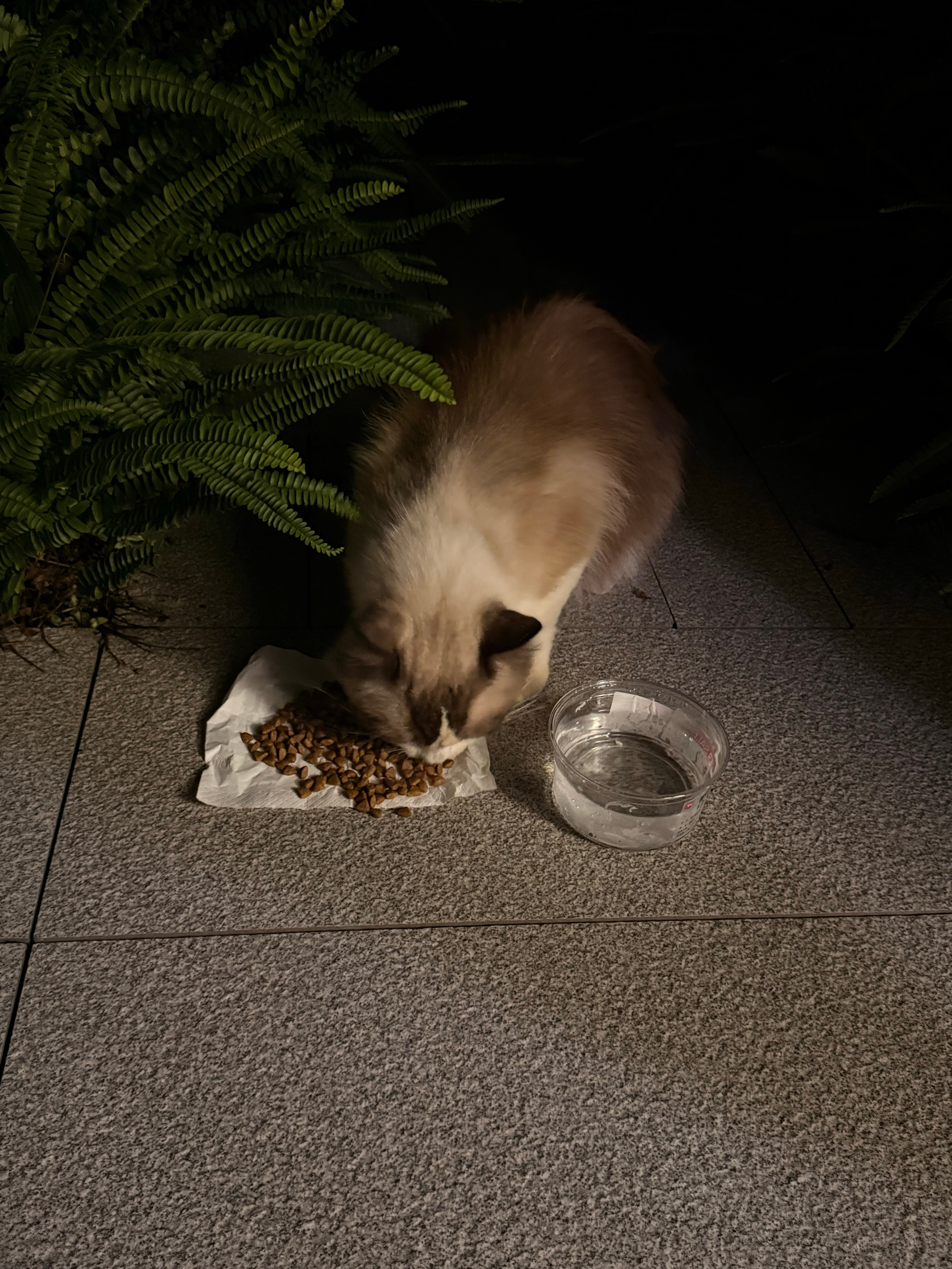 不知道谁家小猫丢了 跟了我一路回家给它拿了狗粮和水33猫毛过敏🤧 不然给它带回