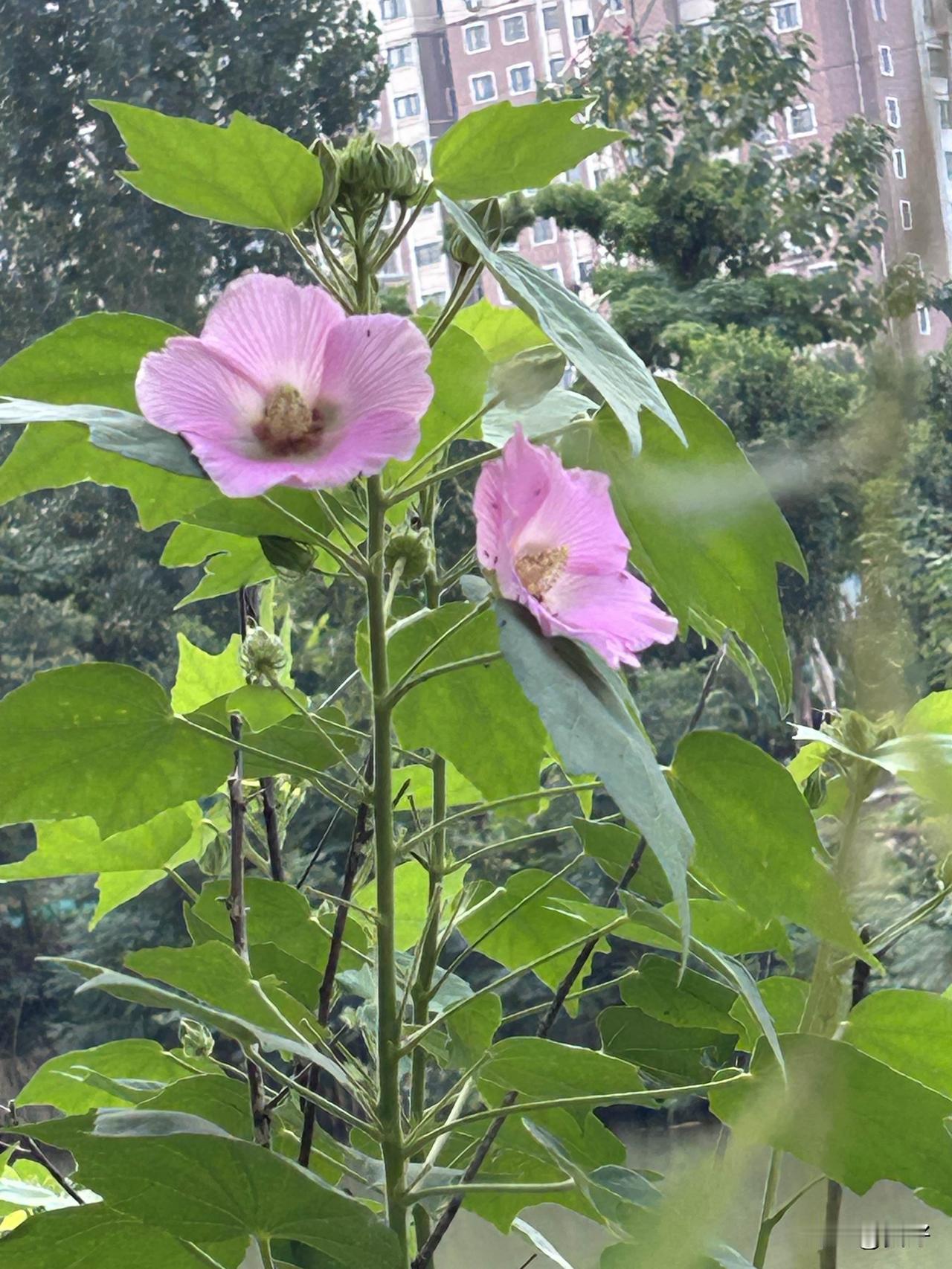 今年我就满50周岁，很快就要正式退休了。

最近这段日子，我每天都在数着日子翘首