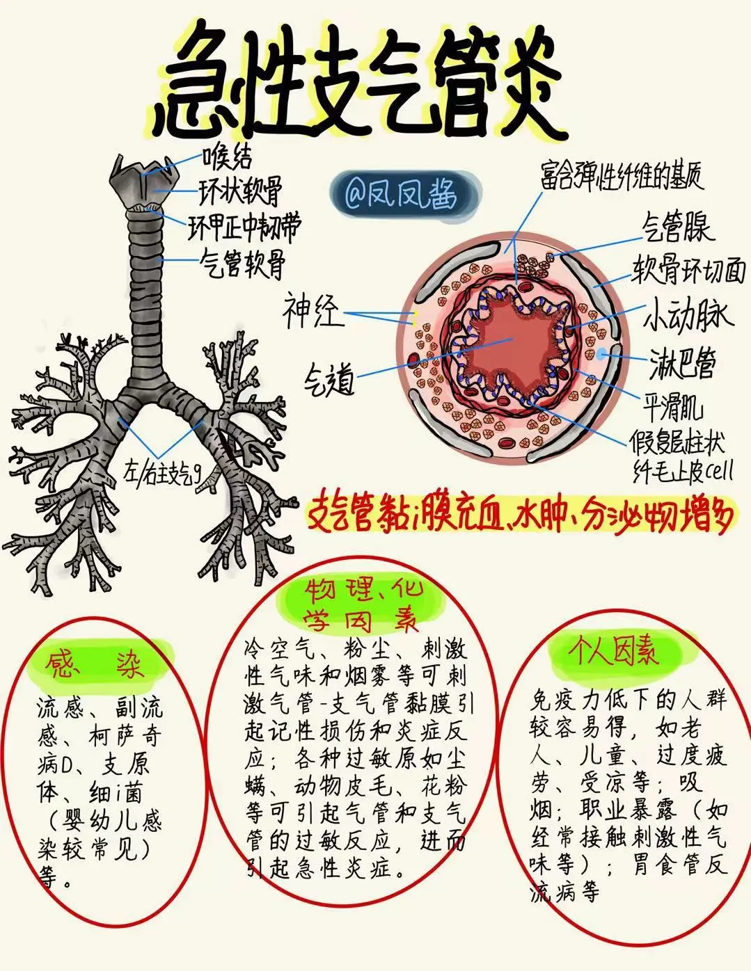 📚手绘笔记｜急性支气管🔥 建议点赞收藏