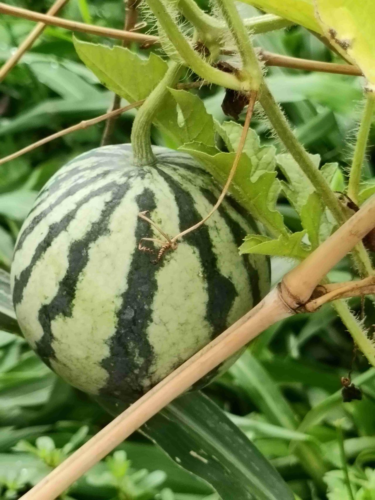 我的今日状态：😁轻松愉快
我这里的天气：🌧下雨藤蔓挂西瓜，夏日盼瓜熟。地里慢
