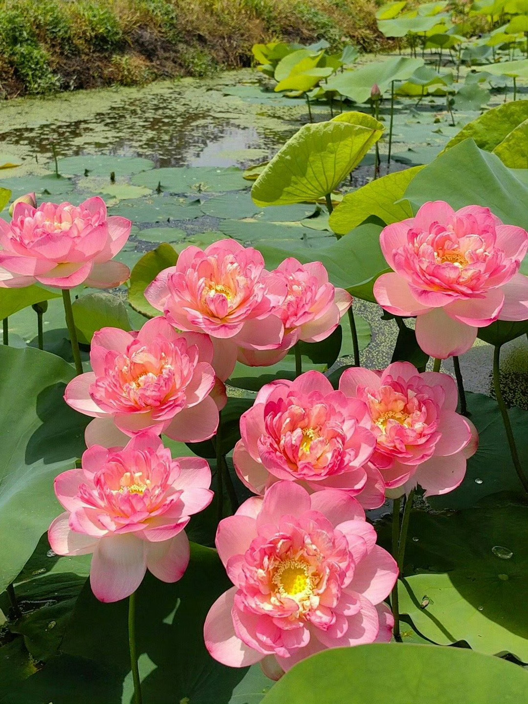 好运莲莲🪷 