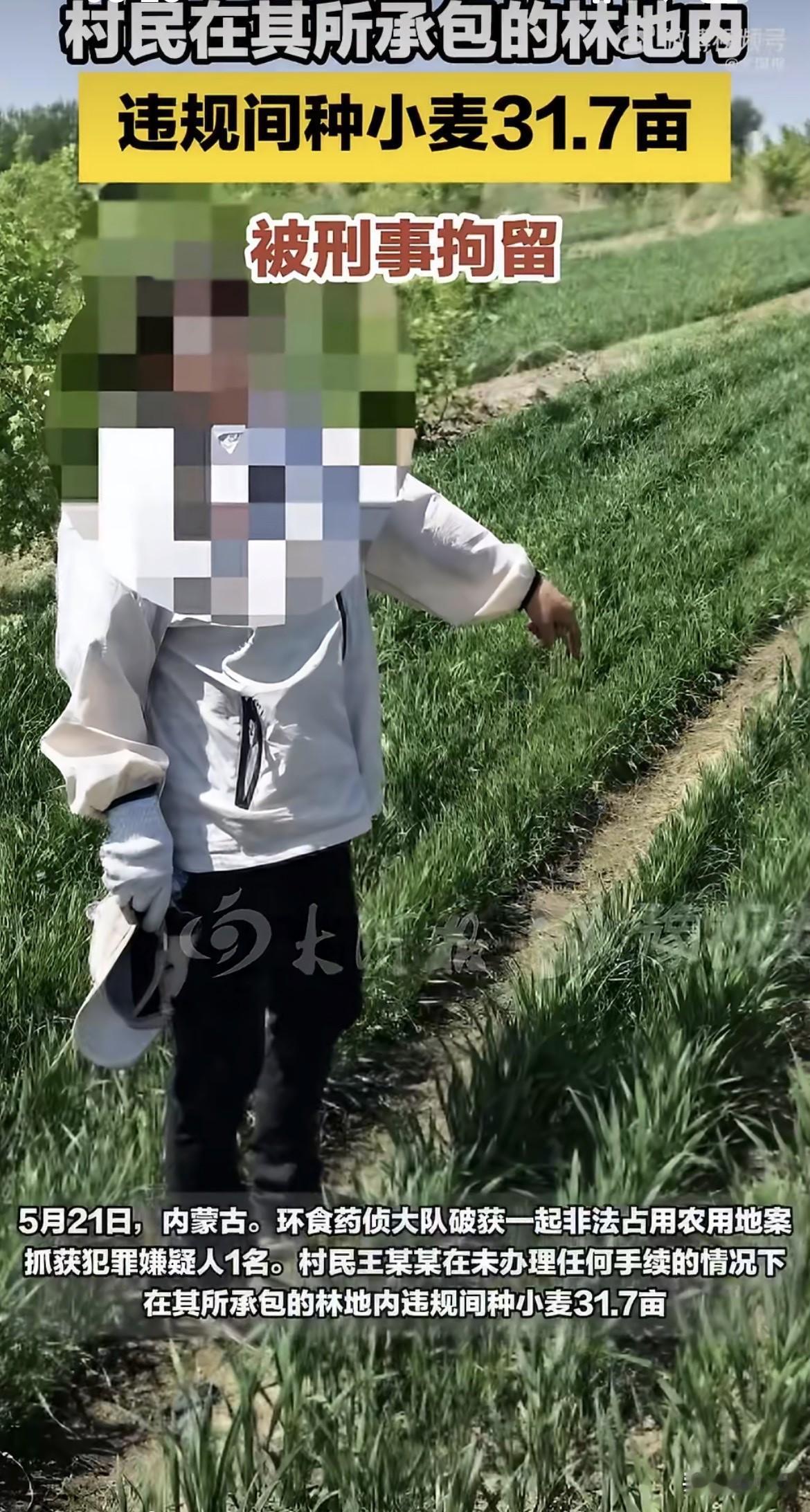 内蒙古通辽市科尔沁区育新镇，一个村民在自家承包的林地里种了31.7亩小麦。

人