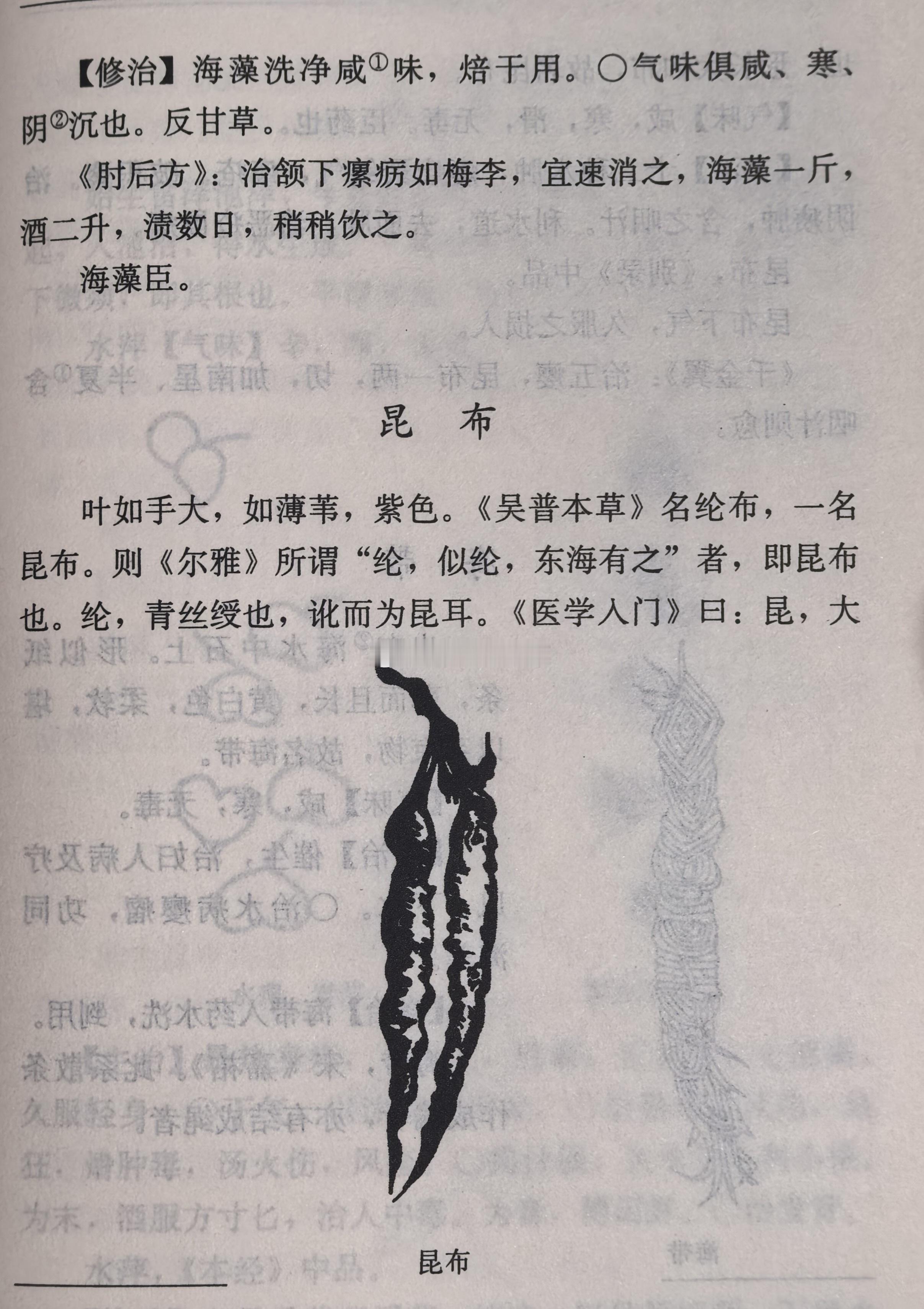 读《本草原始》昆布和海带这是少有的，需要把两个品种放在一起讲的，因为只有放在一起