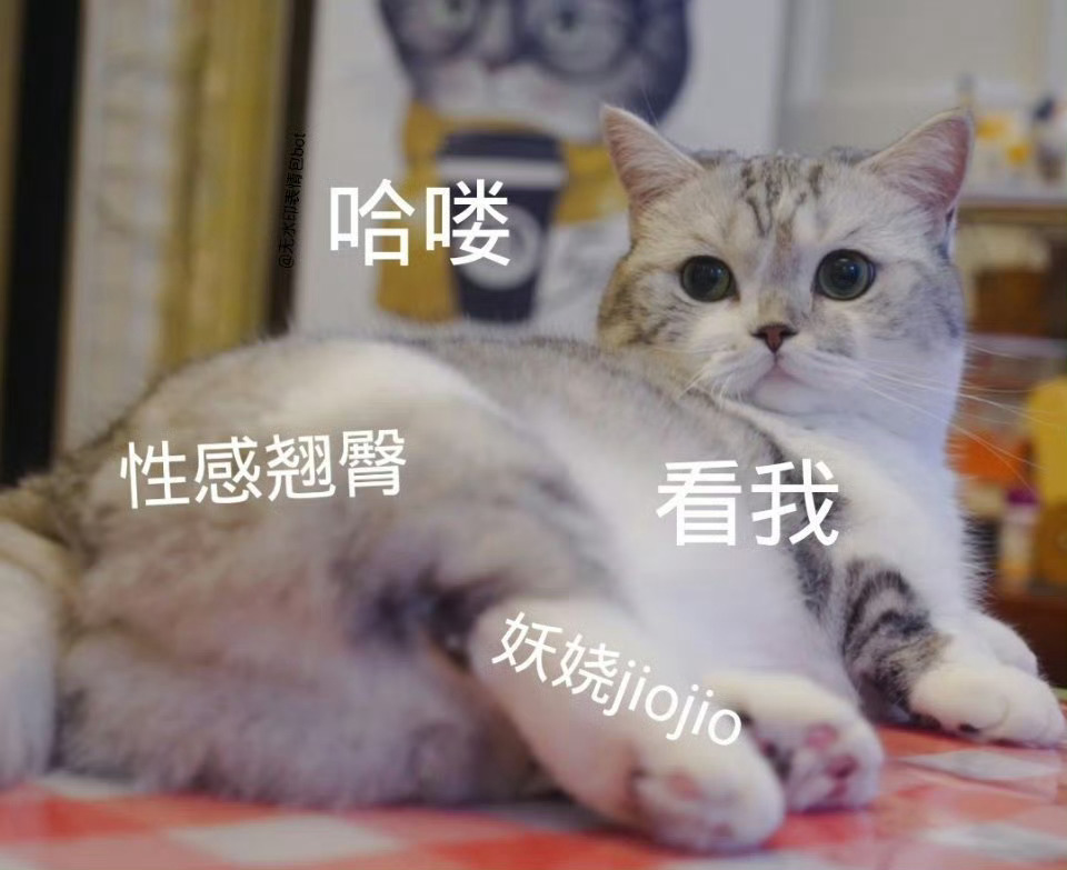 吃顿饱的[干饭人]神婆老猫奶瓶 繁星漂亮貓貓恋博婷婷 ​​​
