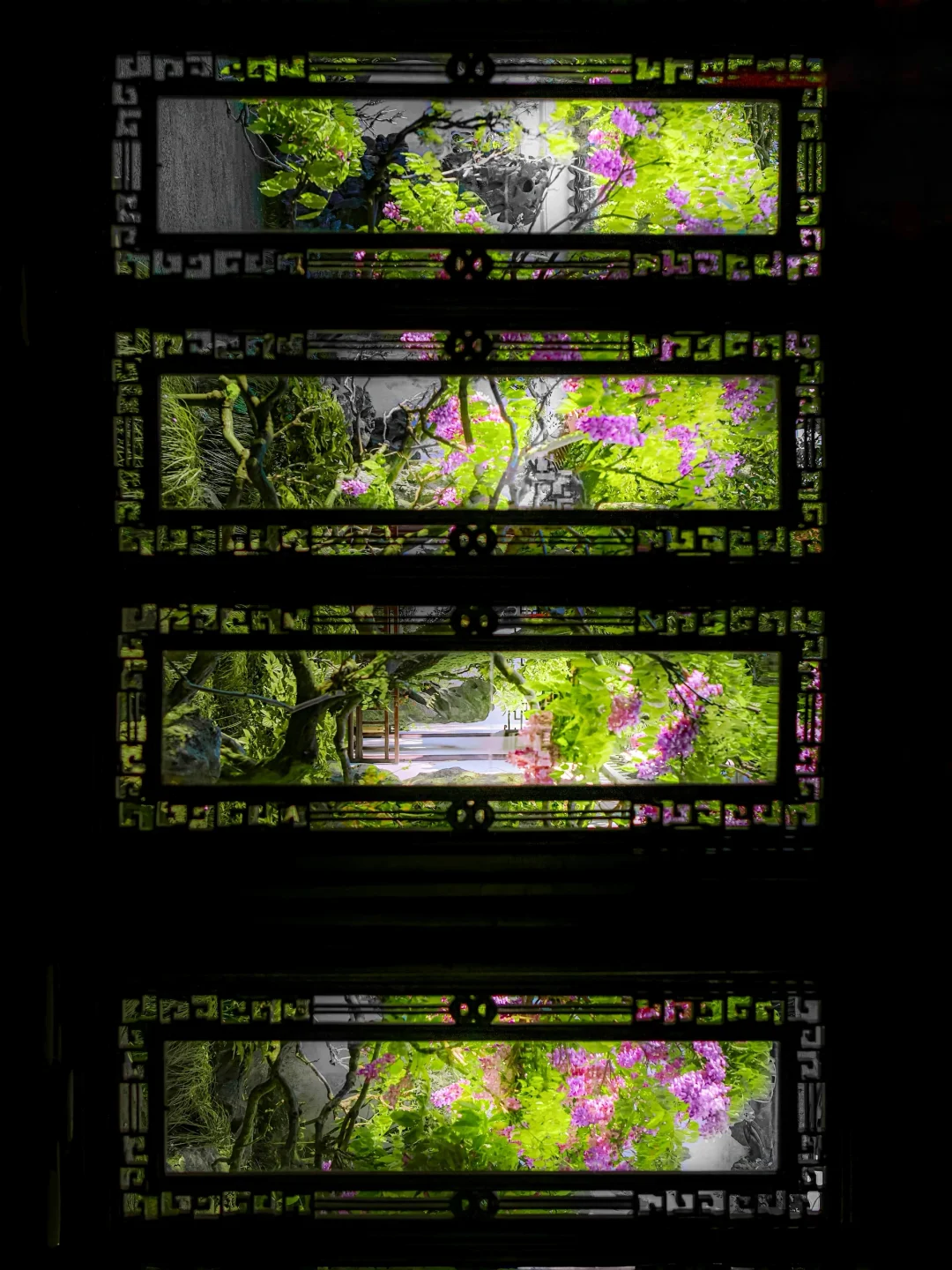 这是苏州醉伟大的紫藤花窗！一张图即封神！