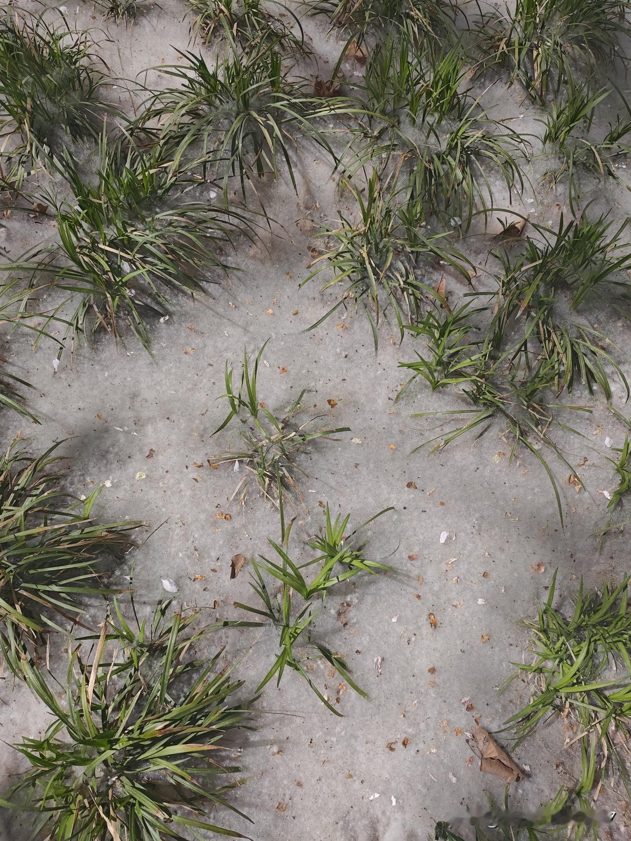 天哪，看看我拍的图片，这是什么？

柳絮呀，真不知道是柳絮还是杨絮。这两天出门，