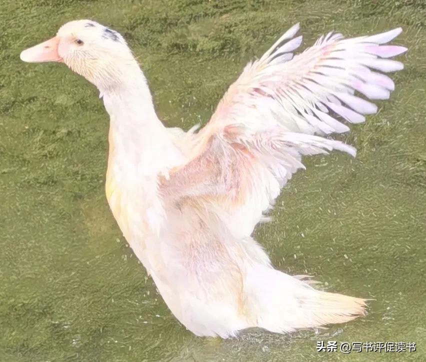铁道游击队