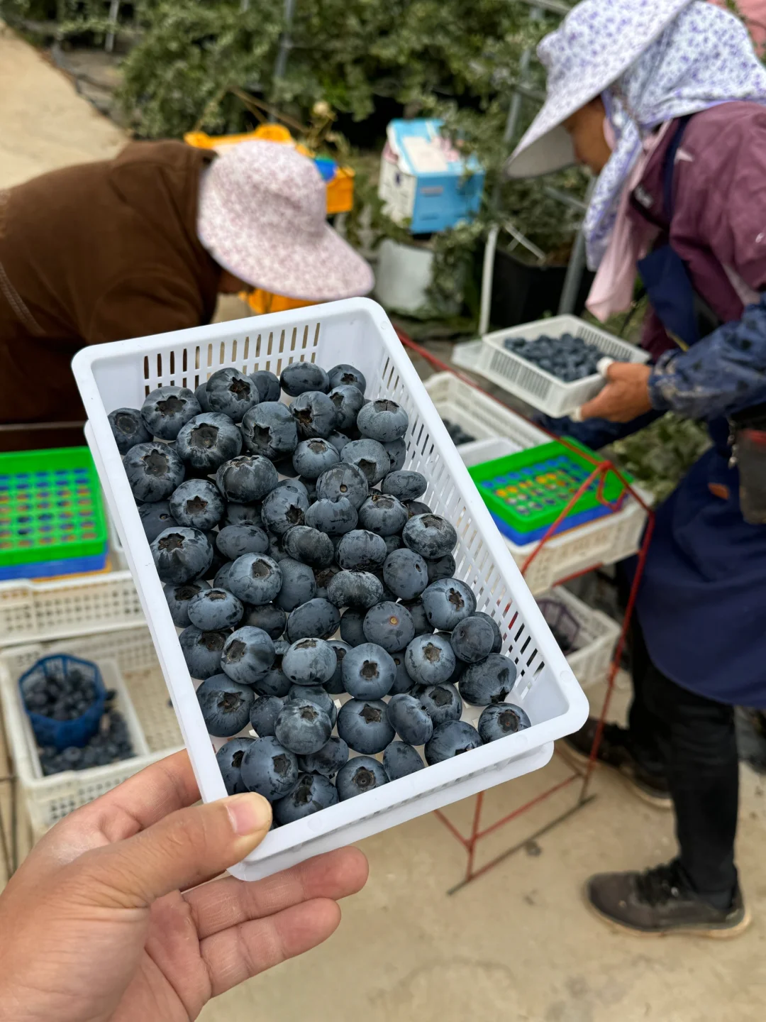 现在的花香蓝莓口感，不吃都会遗憾…