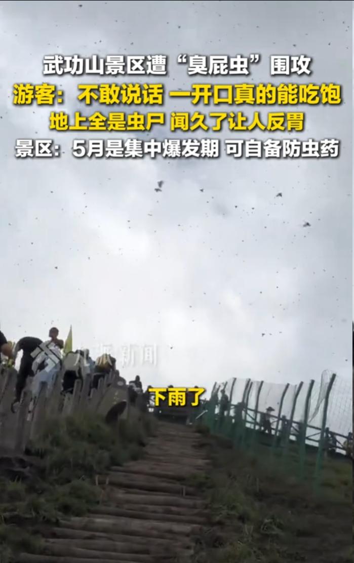 武功山臭屁虫泛滥，游客连开口说话都谨慎，生怕虫子飞进嘴里。
 
这波密集虫群抢占