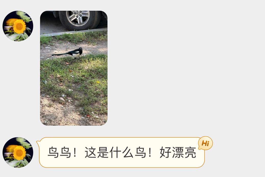 送分题环节～给牛郎织女搭桥的那位自信地说出它滴名字！ ​​​