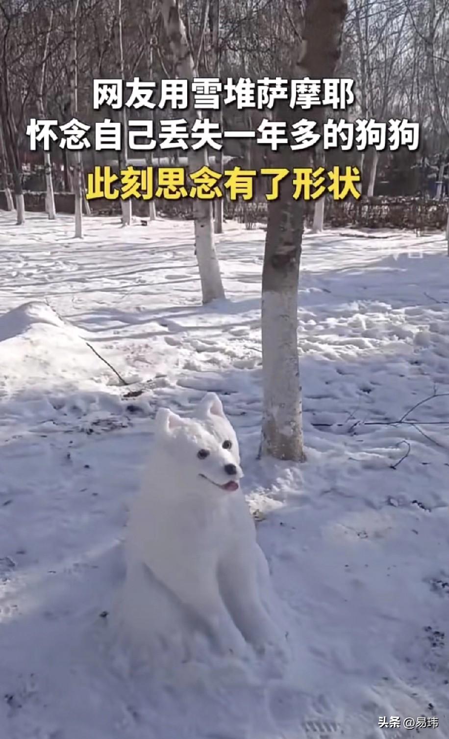 泪目了！一位小姐姐养了一只萨摩耶狗狗，一直来对它都照顾有加，他们有着深厚的感情，