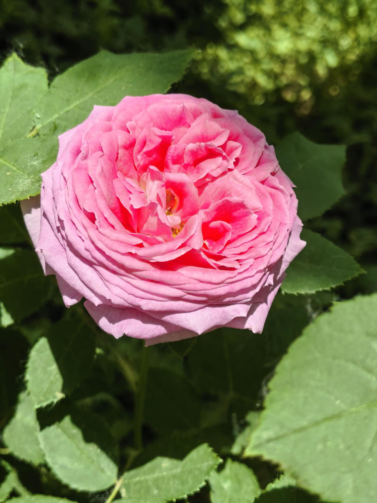 玫瑰花🌹之赞
今天是母亲节，阅景公园的玫瑰花🌹迎节母亲节，朵朵玫瑰花🌹开的