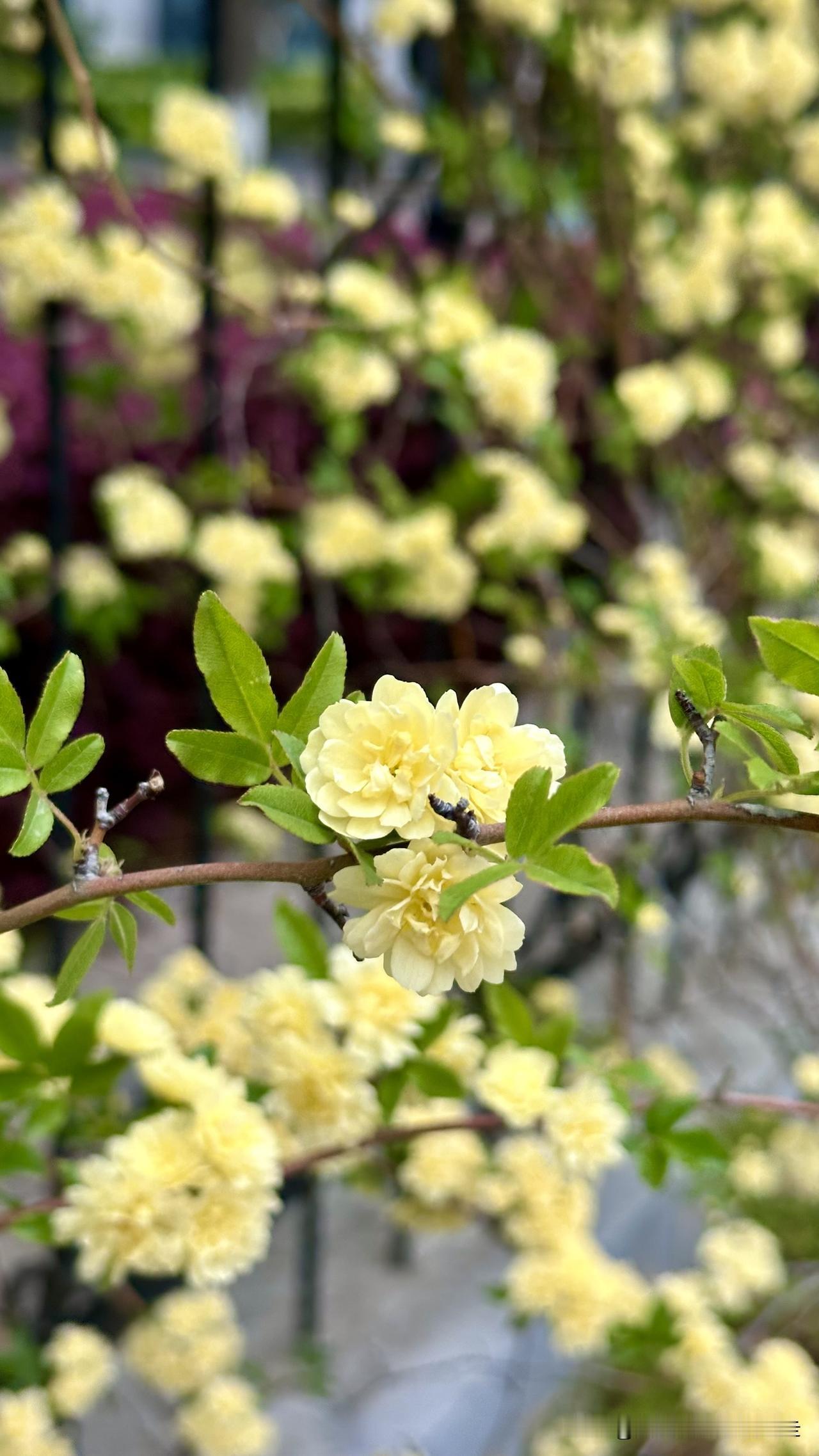 台北人在苏州，来到大陆这几年，发现各地在城市绿化及造景部分真是不遗余力，光是在苏