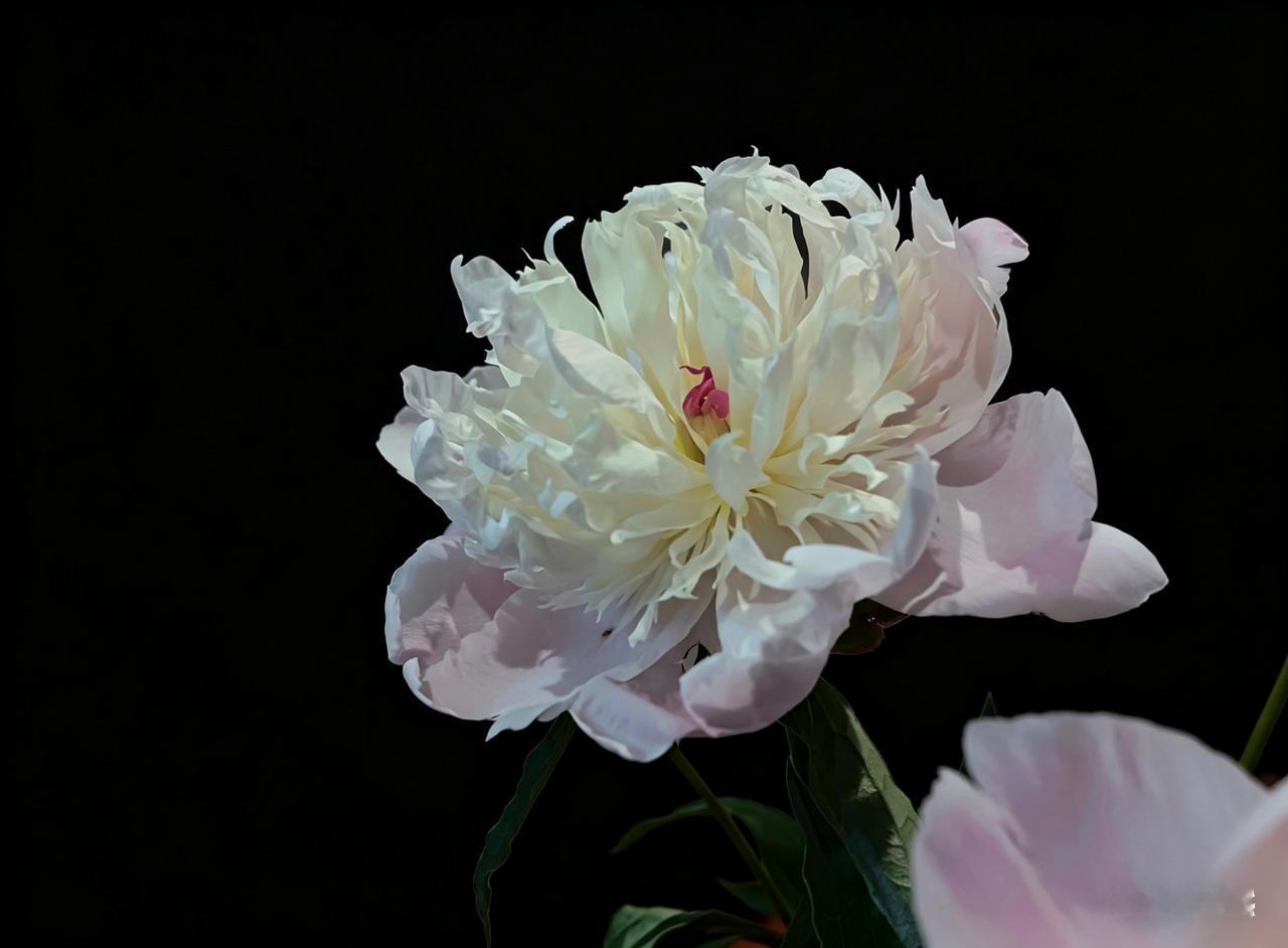 啊，牡丹（一）