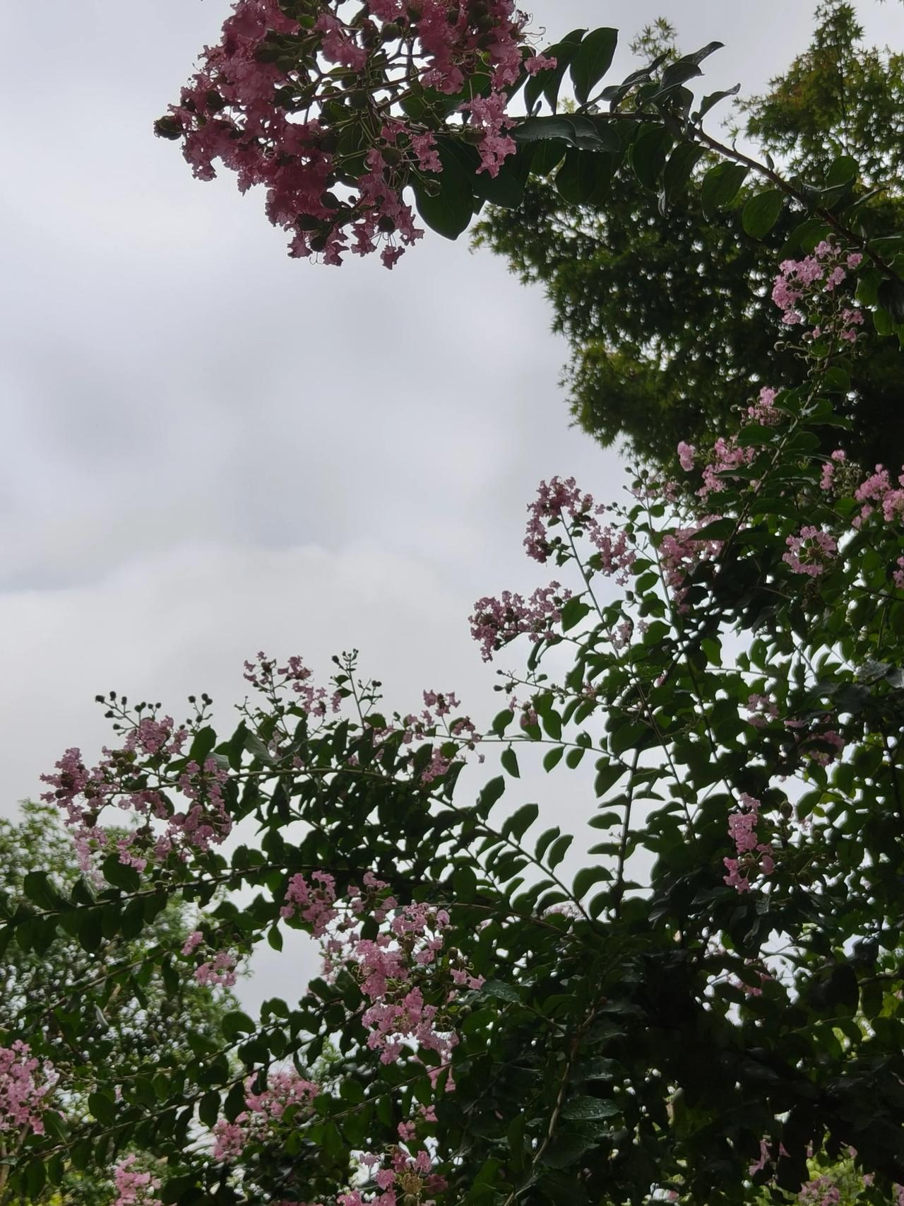 随走随拍紫薇花开…🌸
穗花牡荆🌿还有一个
忘记叫啥名了…[捂脸]
