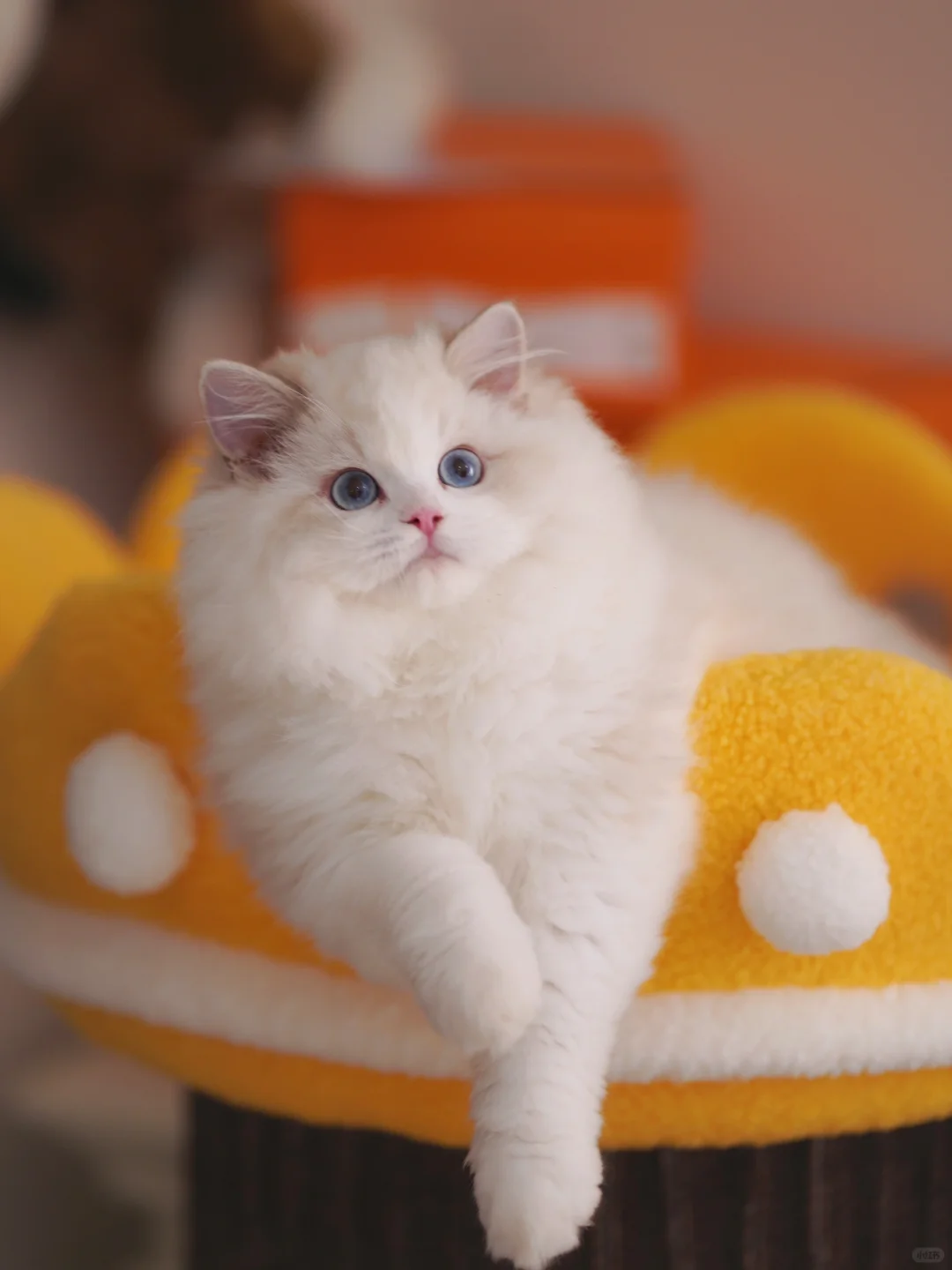 KERR布偶猫｜蓝山弟弟KRIS🏠