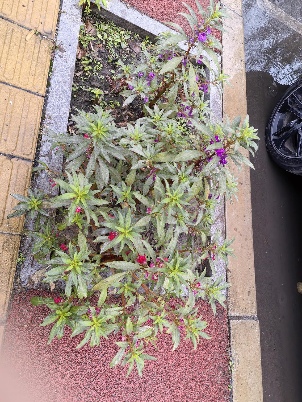 今天上班，发现路边的道牙上面有人种了几颗指甲花，开了不少花呢，第一次看到紫色的花