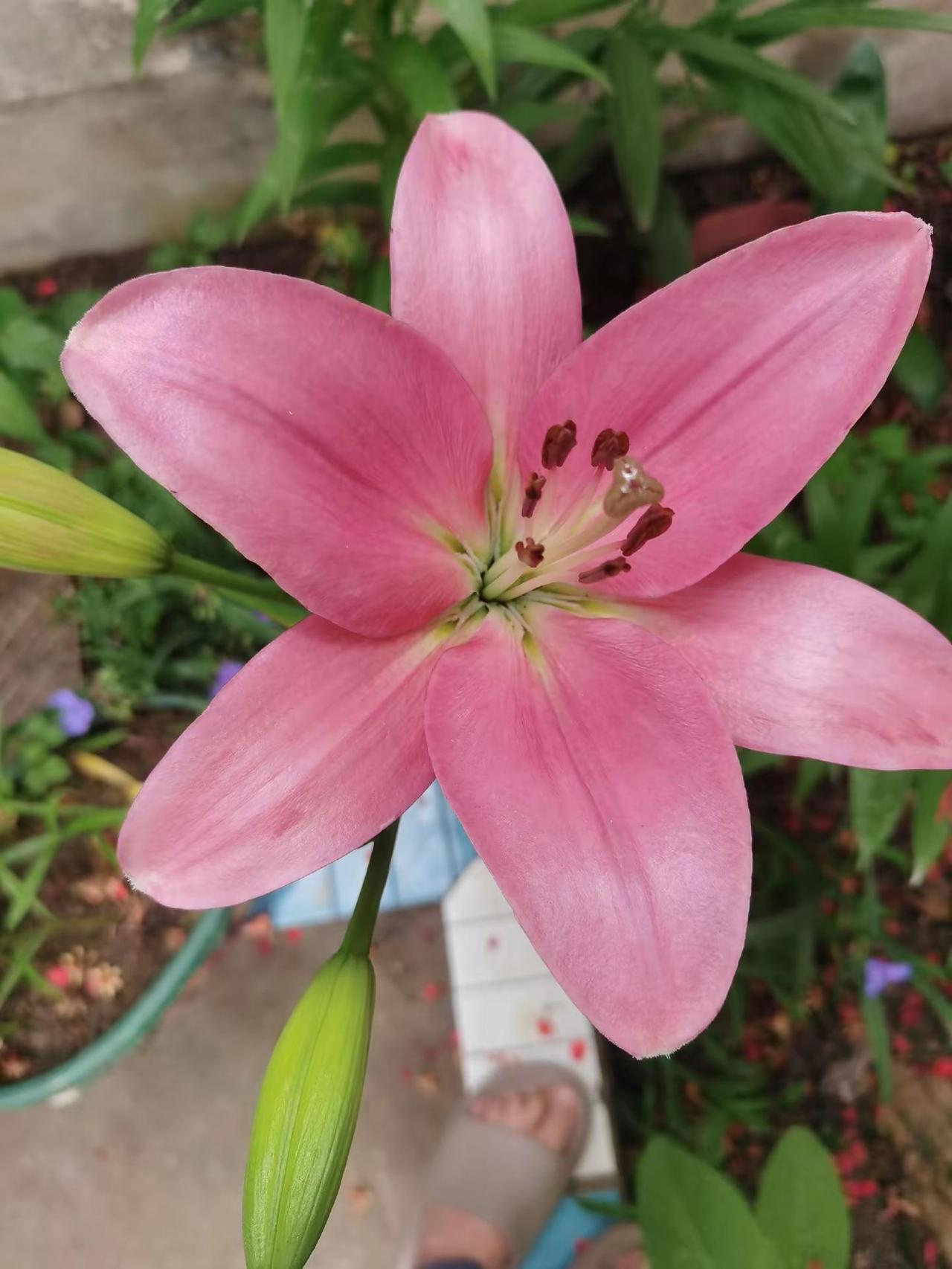 看花花