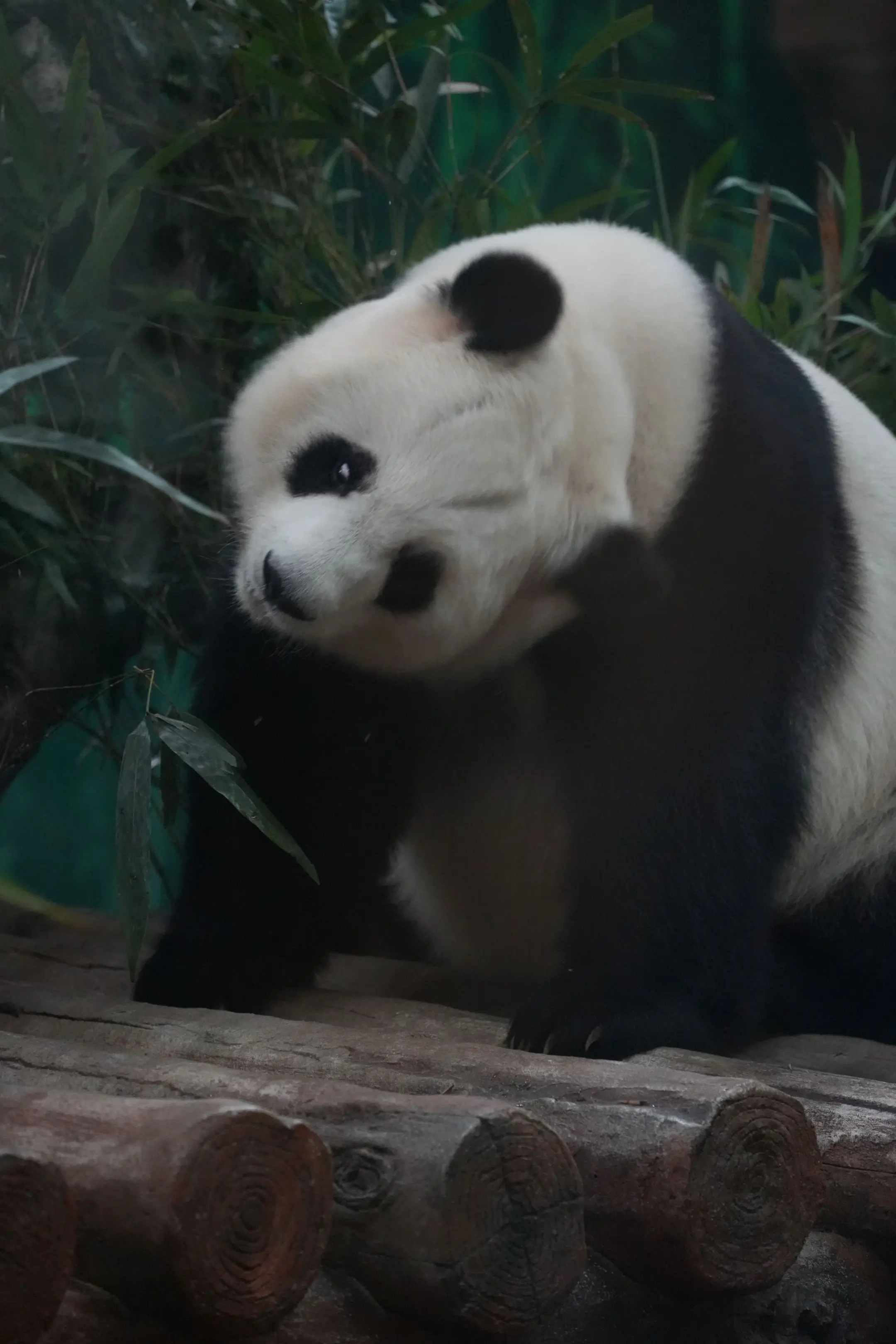 当我想换个头像扮下软妹纸，呃“鸽鸽”带我。王者上分。点知一打开，几乎都...