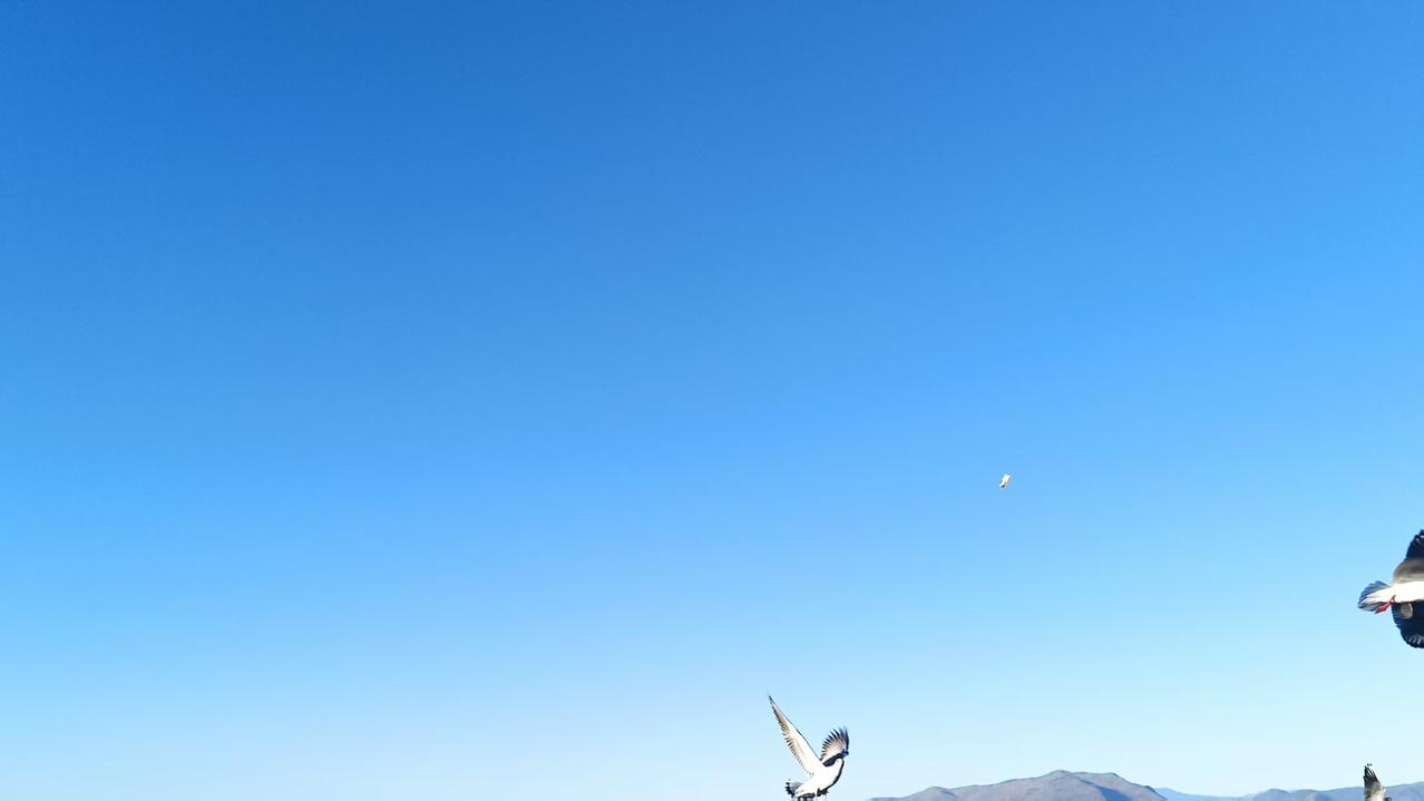 有种蓝，叫天🈳蓝。
随手拍 手机里的天空