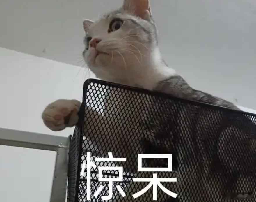 杨子黄圣依 没领证  猫猫都觉得不可思议 