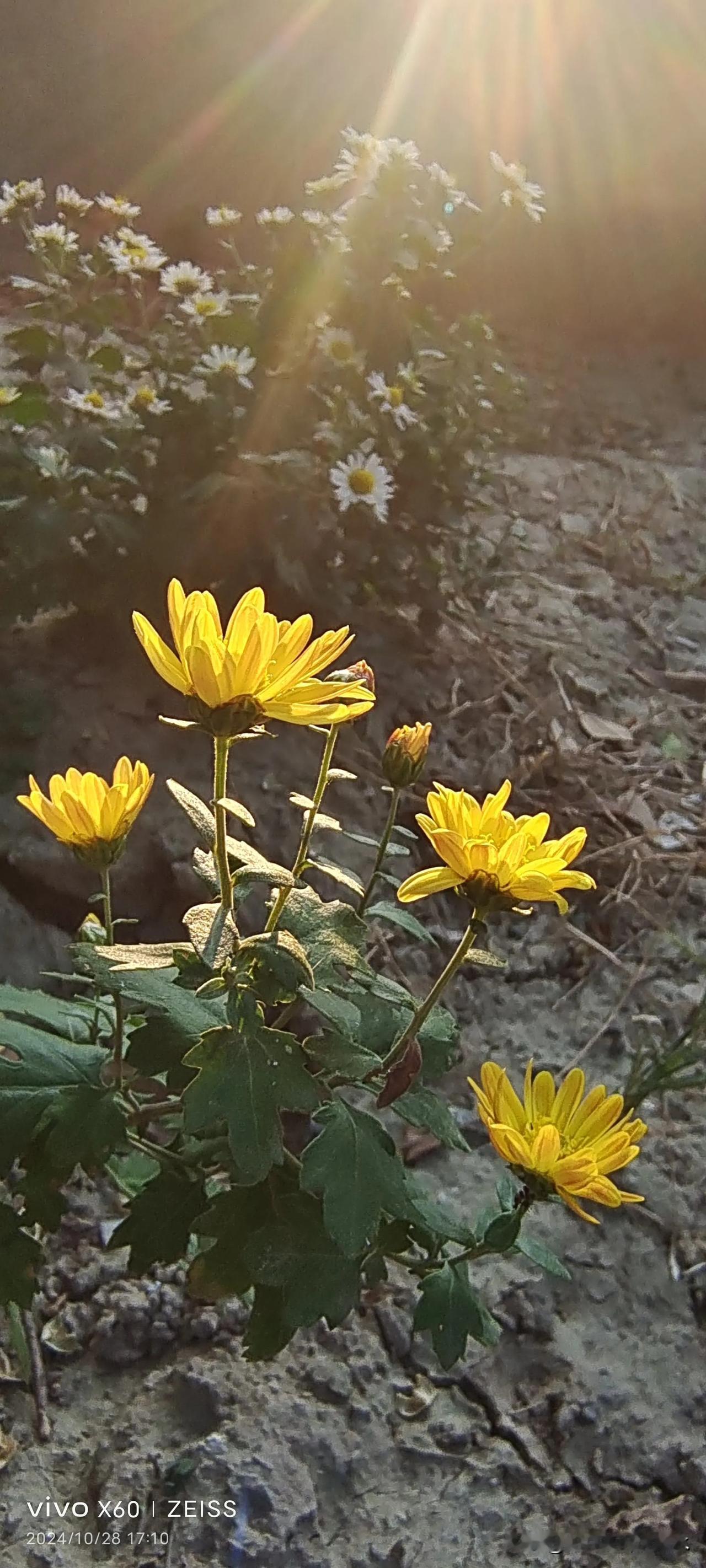 #分享随手拍花草#