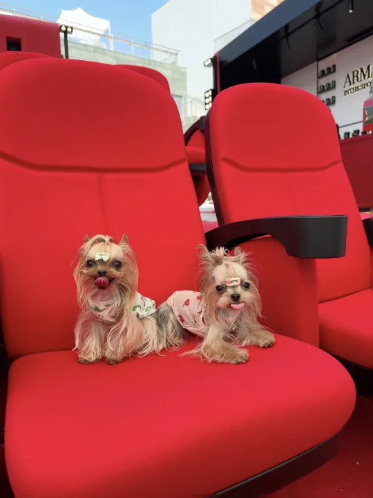 外出154｜走过红毯，也算是个女明星了