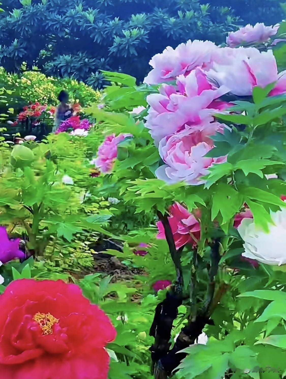 每日一诗 

开天富贵·牡丹
＿＿＿郭赋林（釜麟）

孕得春魂第一香，
开天富贵