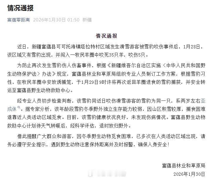 咬伤游客雪豹又咬死35只羊 1月23日，新疆富蕴县可可托海镇一名滑雪游客遭雪豹咬