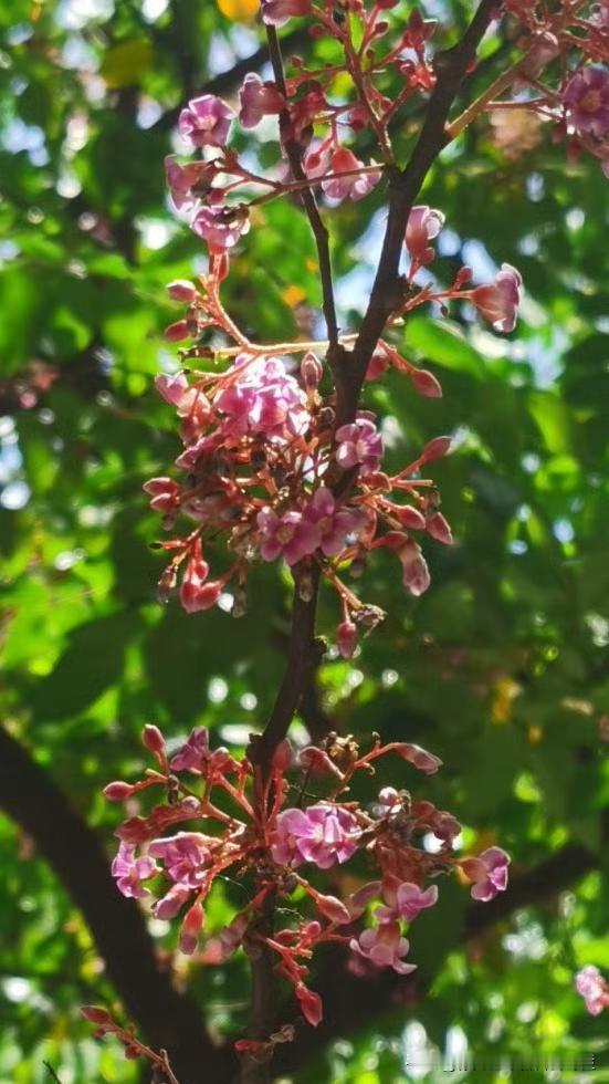 绿植随拍｜夏日暑韵×杨桃·花颂
